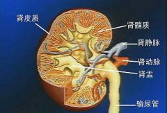 肾脏纵切图